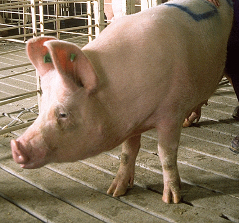 Blueprint: Selection for feed efficiency helps pigs adapt to stressors
