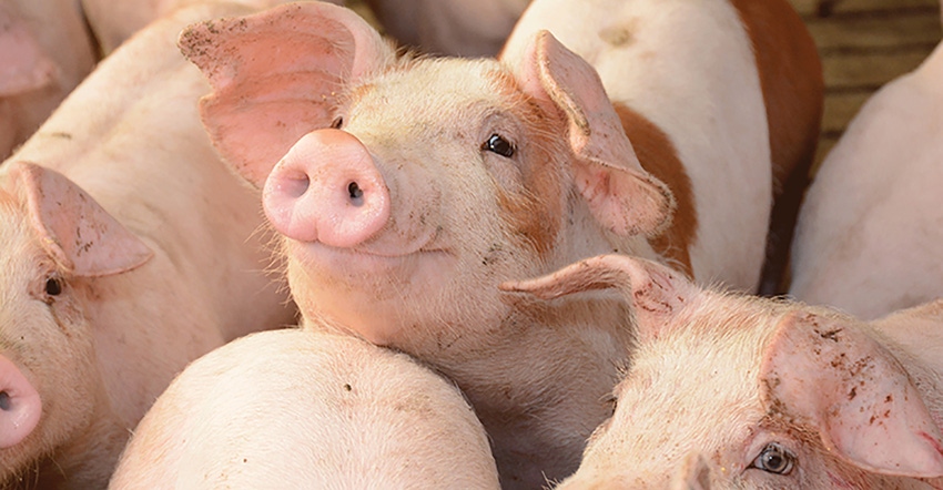 The Maschhoffs pigs The Maschhoffs pigs