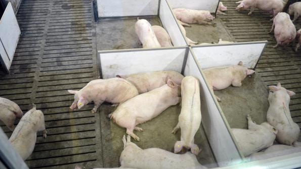 Effective selection of gilts is primary driver for sow herd productivity