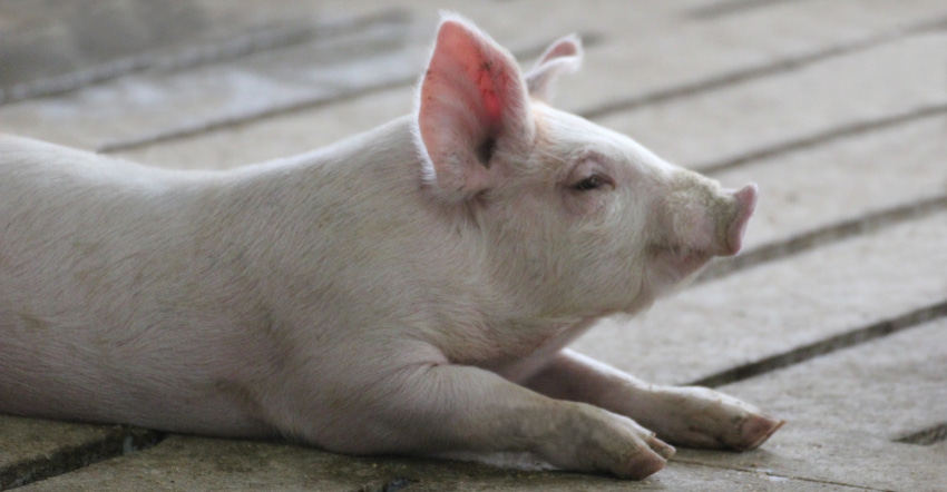 Slat design aids pig welfare
