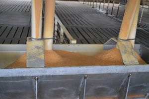 Roller versus hammer: Corn particle size impacts digestibility