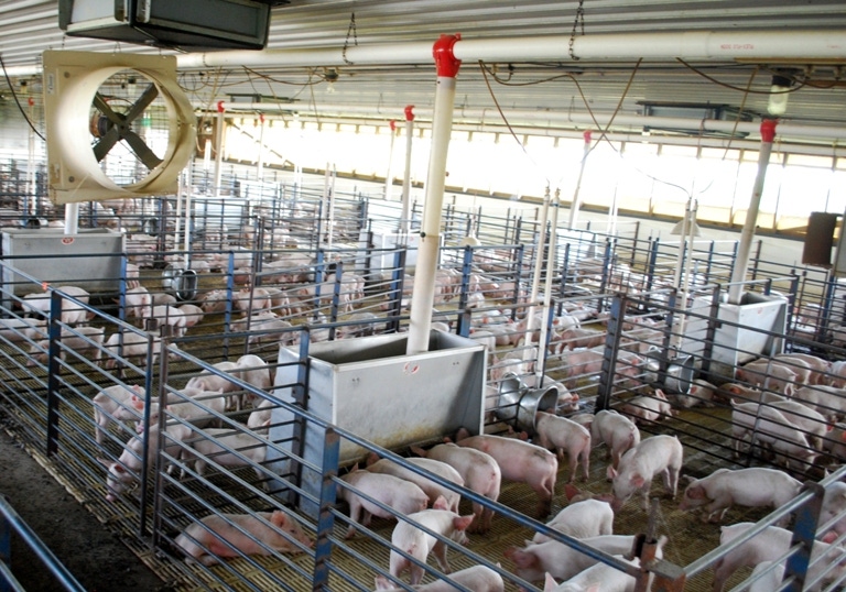 U.S. pig farmers continue focus on antibiotic stewardship