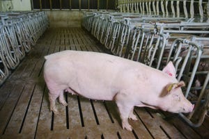 Here’s how the U.S. differs from Canada in culling sows
