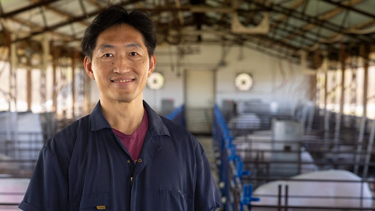 Study reveals long-term swine health gains from oregano, rosemary UADA TC Tsai