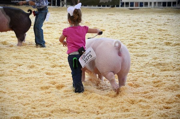 A major pork gathering A major pork gathering