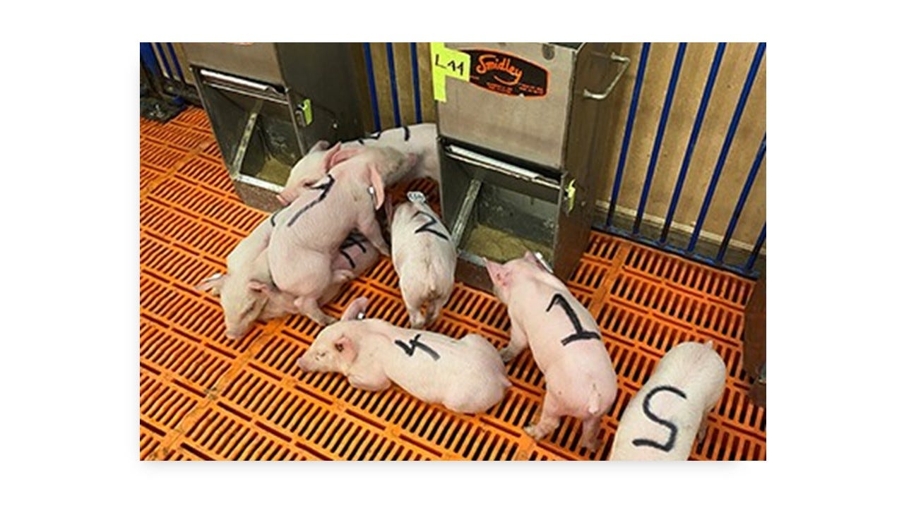 Impact of feeding simple sugars to newly weaned pigs