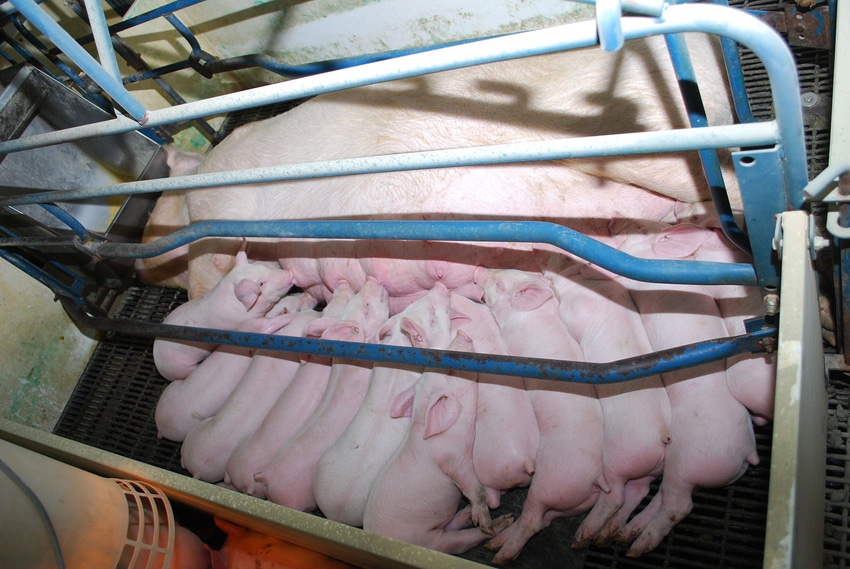 Number of sow matings impact performance