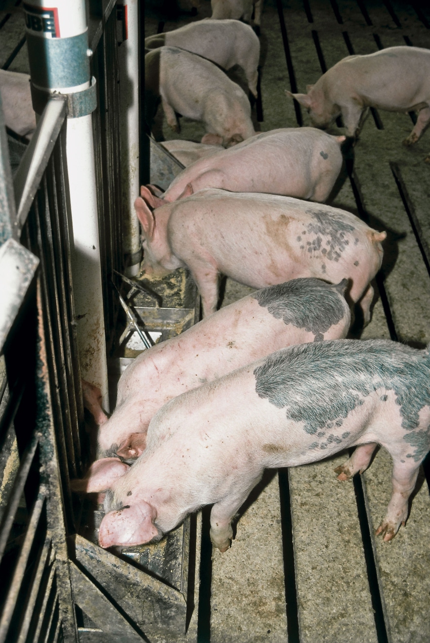 Court Orders FDA to Reexamine Antibiotic Use in Animal Feed