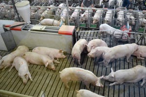 Genetic strategies to reduce gilt feed and development costs