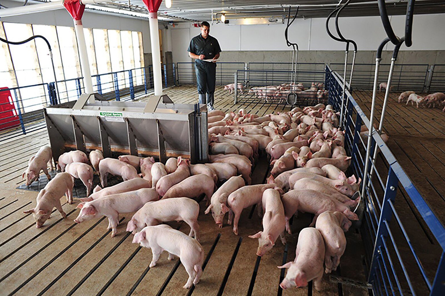 New informative tool for swine veterinarians, producers and stakeholders - Vimarsana News