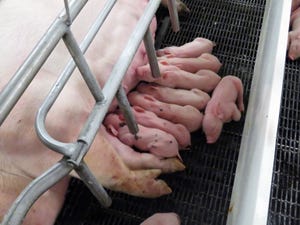 What is the right age to wean pigs?