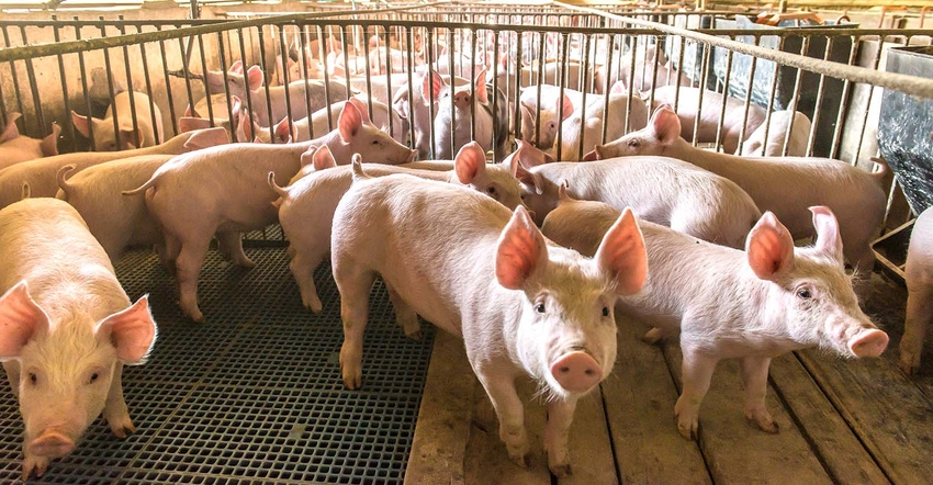 featured-swine-1540x800.jpg featured-swine-1540x800.jpg