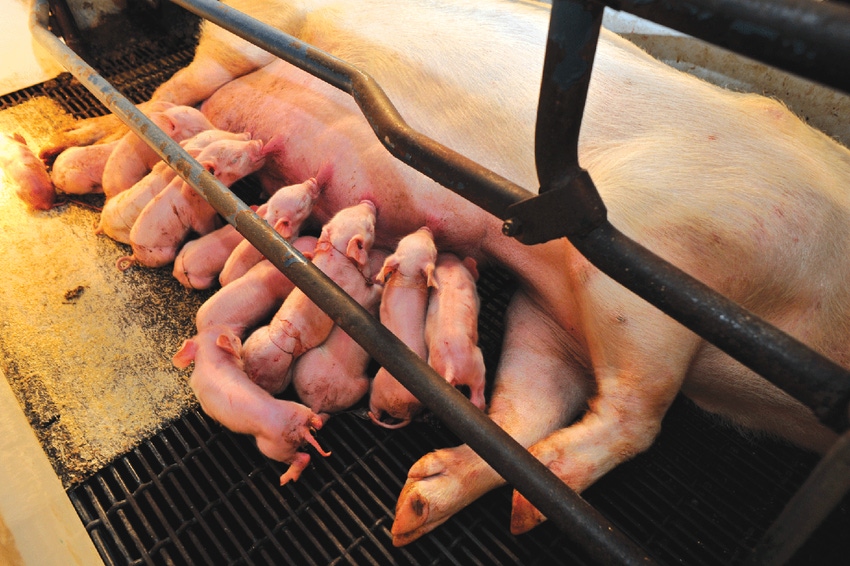 400K sows provide lessons in POP