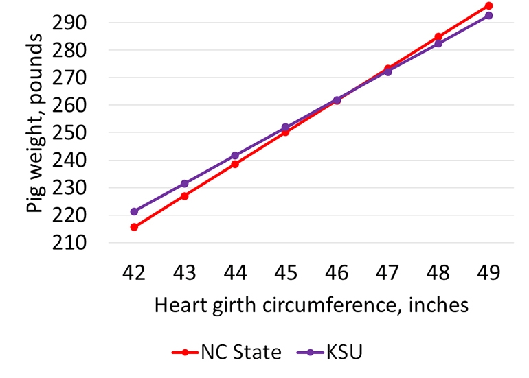 Weighing pigs without a scale? All you need is a tube to measure heart
