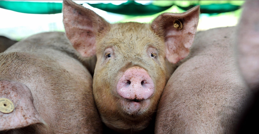 Pigs on a swine farm in Colombia