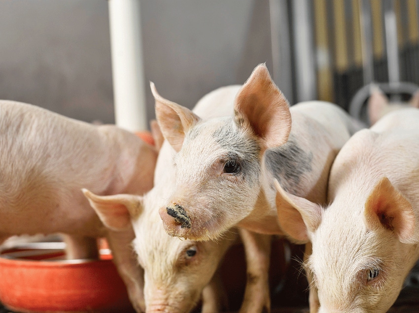 Both dietary fiber and immune stimulation increased the threonine requirement for protein deposition in growing pigs; however