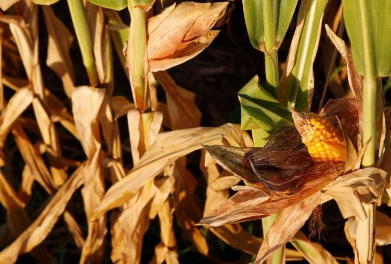Crop Report Paints Dark Picture of Corn Supply, Prices