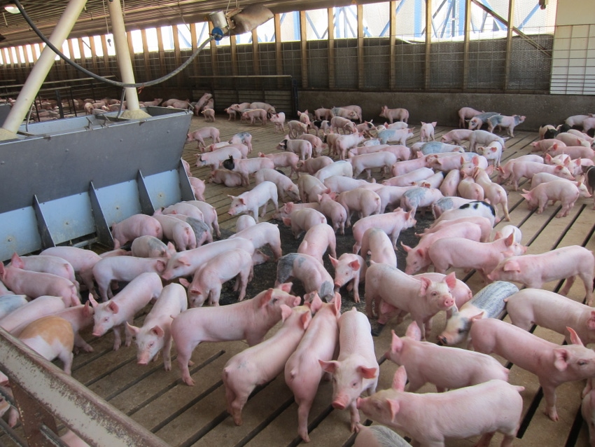 Pork industry expands, but at controlled pace