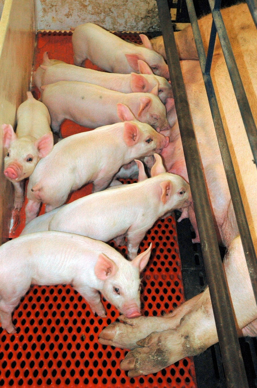Analyzing How Farm Size Impacts Piglet Survival