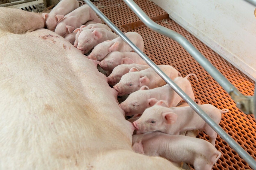 Piglets Nursing  (2).jpg