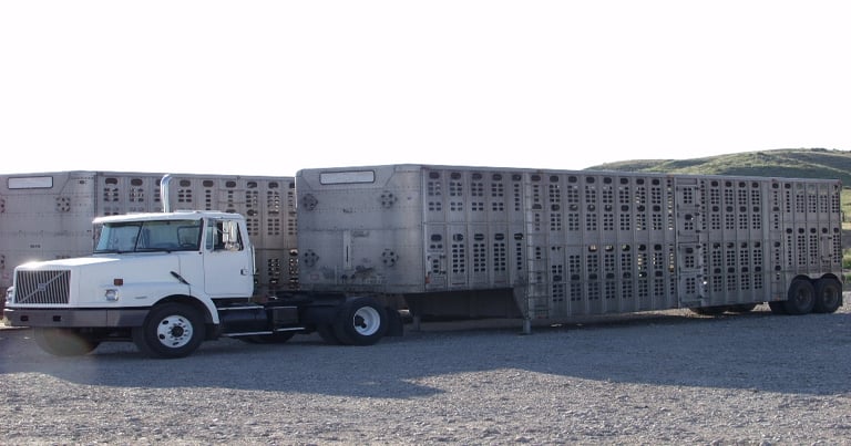 ‘Managed Movement’ Offers Better Control of FMD