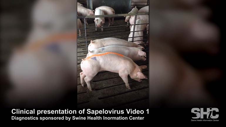 Novel porcine sapelovirus found during diagnostic investigation