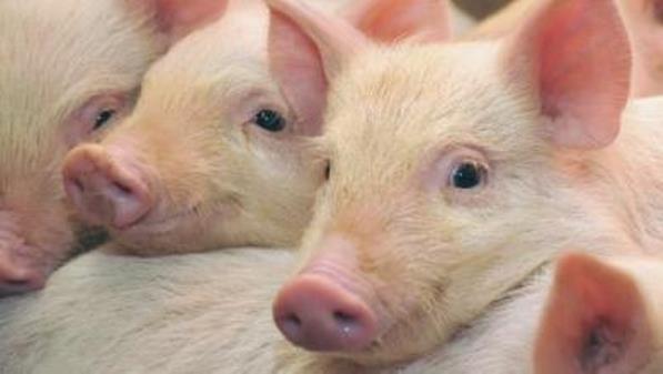 Transitioning to antibiotic-free pig production: Change your expectations