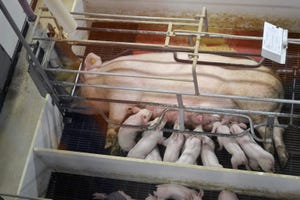 Variability of piglet birth weights balanced with sow nutrition