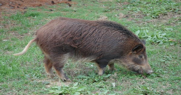 USask researchers document feral pig expansion across Canada