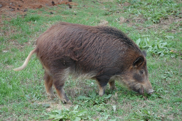 Study uses landscape-scale, real-world data to learn wild pig behavior