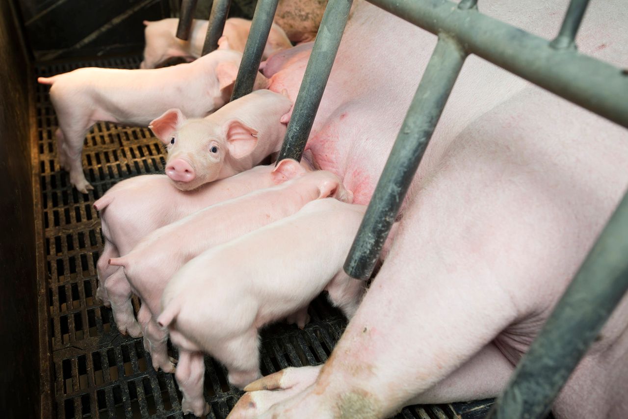 Reduced farrowings, slaughter push pork production down
