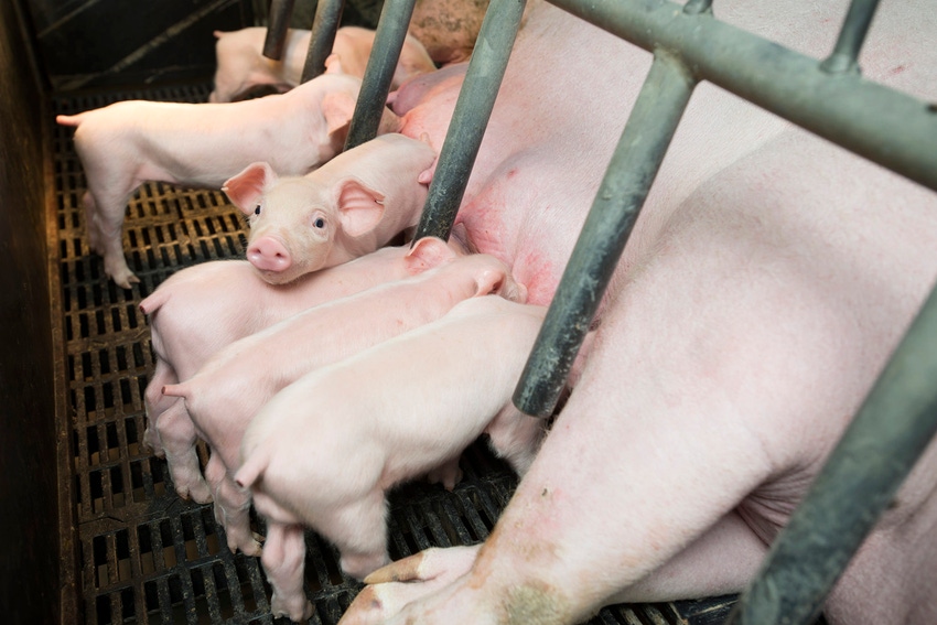 Swine audits provide animal care scorecard