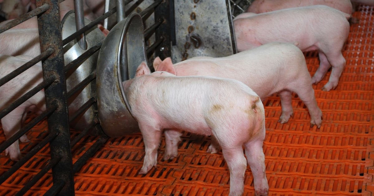 Evaluating water sources for weaned pigs