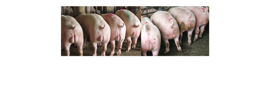 Improvest-Treated Male Pigs Grow Faster, More Efficiently
