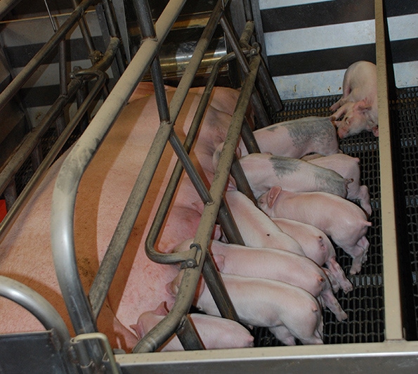 Does farm size matter in swine production?