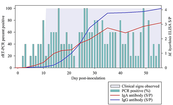  Kinetic of the isotype-specific serum antibody responses (IgG and IgA), bacterial shedding in oral fluids and the progression of Mycoplasma hyorhinis clinical signs under experimental conditions.