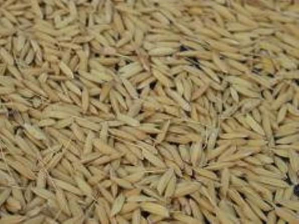 Study concludes added enzyme makes phosphorus in rice co-products more digestible for pigs