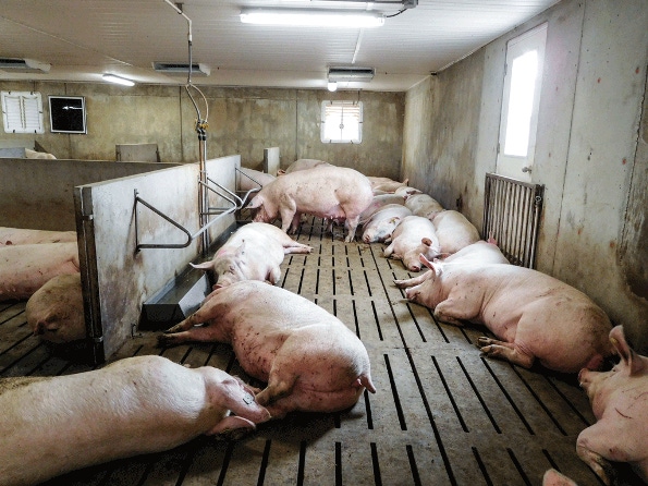 Blueprint: Options for managing group-housed sows