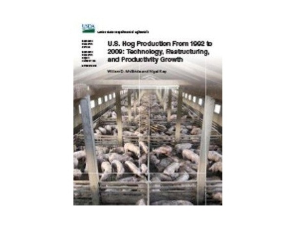 USDA Report: Fewer, Larger Hog Farms