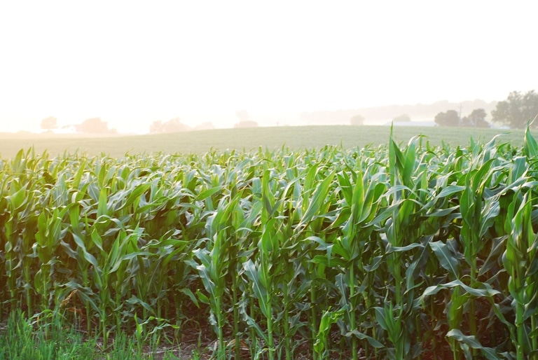 Record-High Corn Production Predicted