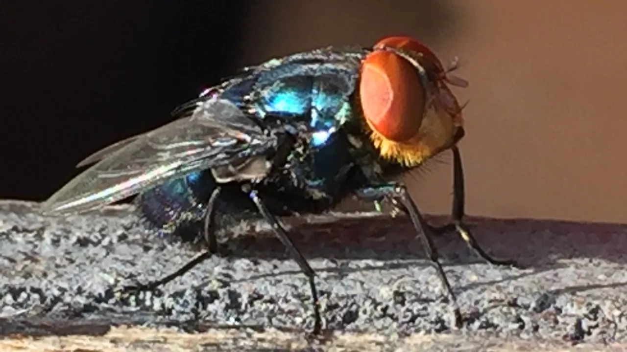 New World screwworm detected: What pork producers need to know screwworm fly APHIS