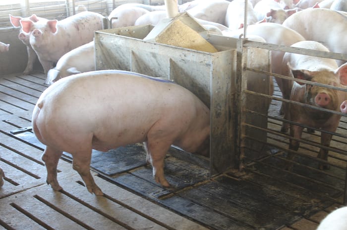 Hog Nutrition recent news | National Hog Farmer