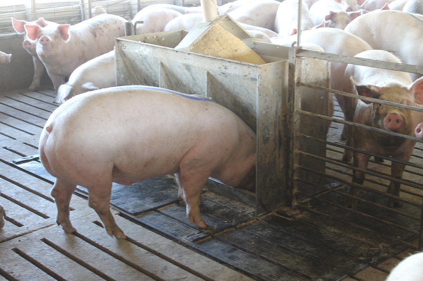 Global pig feed production down 11% in 2019