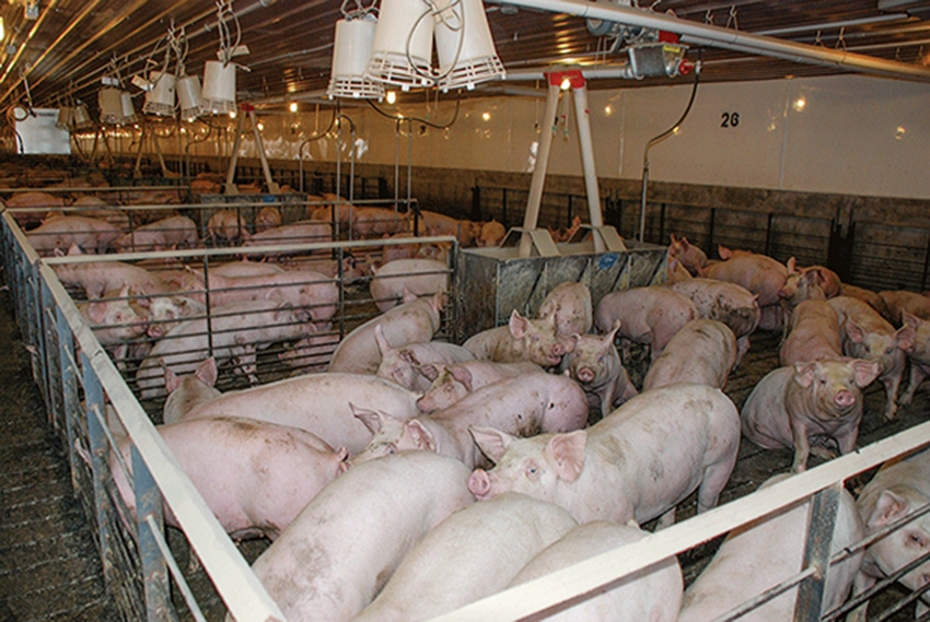 NAHMS to study antimicrobial use in swine