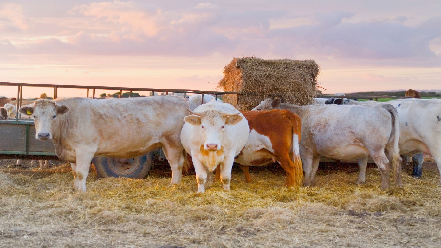 Derrell Peel: So far so good, but be cautious of 2024 pasture and hay conditions - Vimarsana News