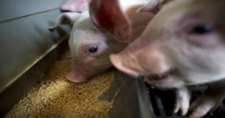 Research shows benefits of super-dosing phytase in soy meal diets