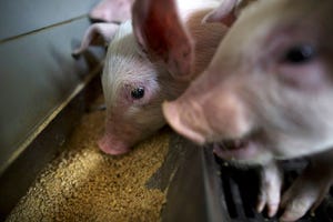 Batch farrowing interest grows with demand for larger groups of weaned pigs