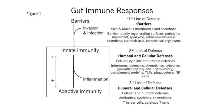 071718-figure-1-gut-immune-response2.jpg