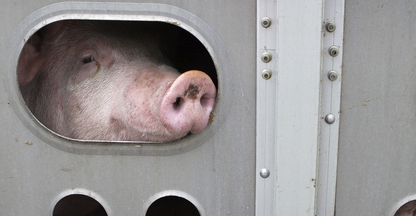 pig looking out of a trailer porthole 