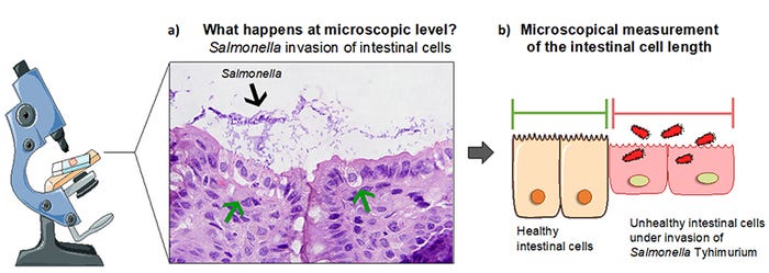 Figure 2: Evaluation of explants following infection.